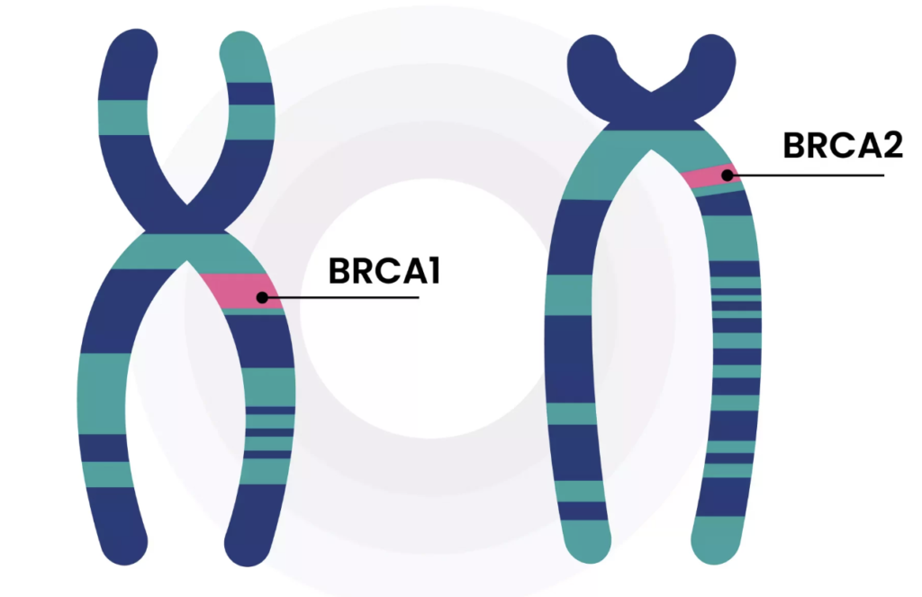 Genes BRCA1 e BRCA2 e o Câncer de Próstata